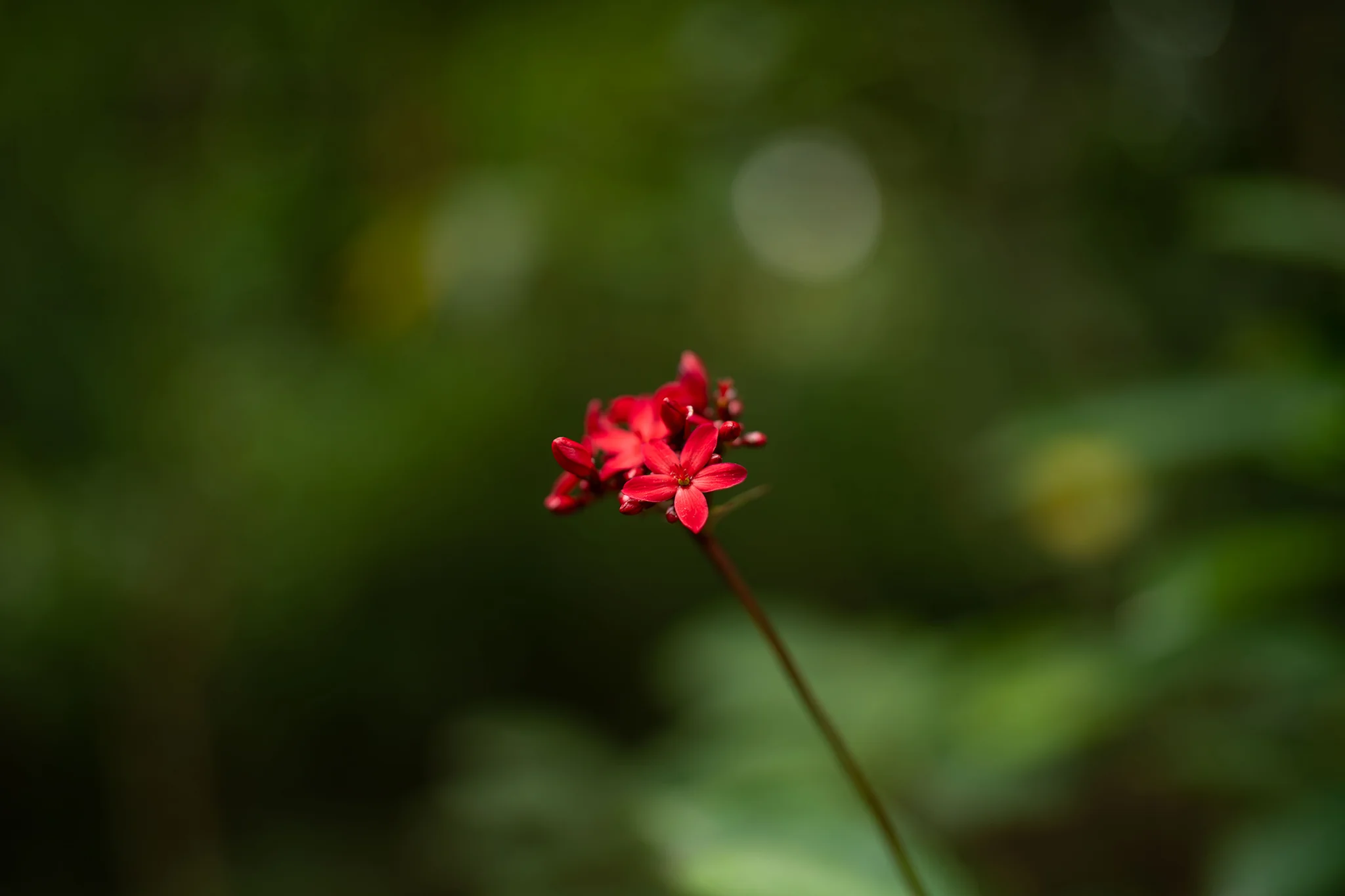 Hiệu ứng bokeh mà ống kính mang lại là sự kết hợp hài hòa giữa độ sắc nét chính xác và hậu cảnh mềm mại như nhung